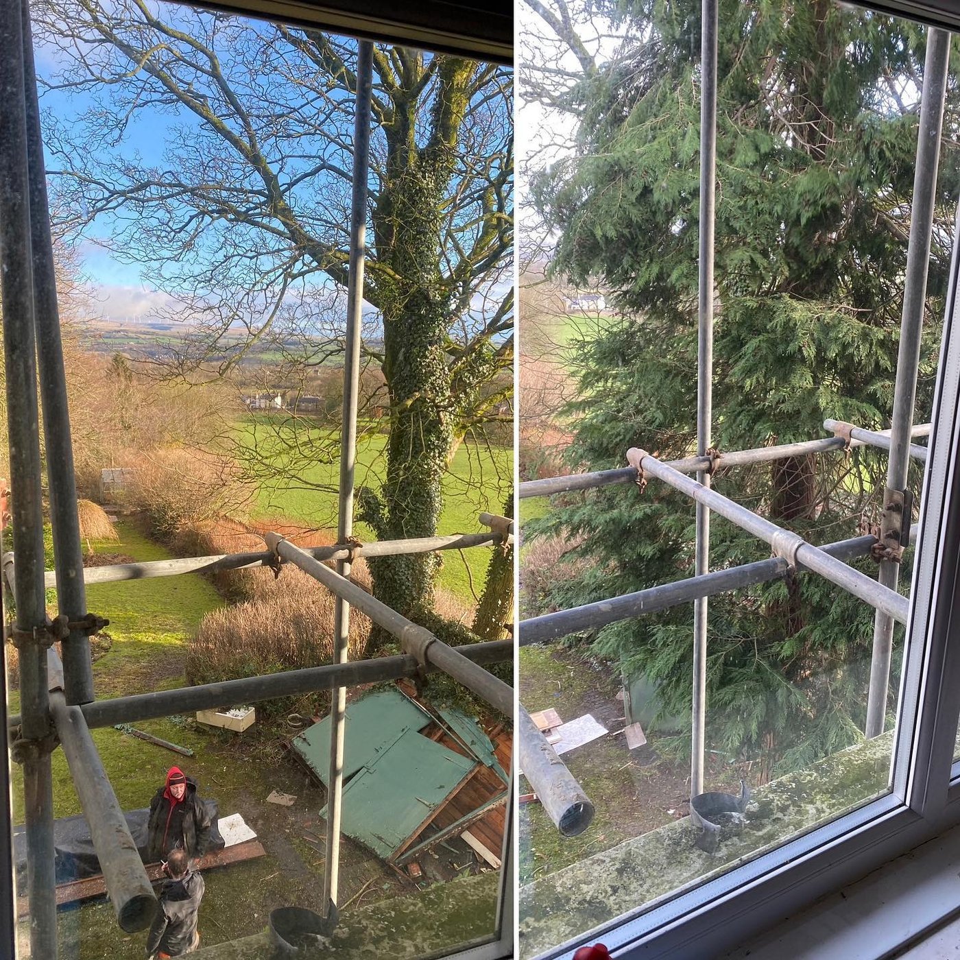 The view, before and after the conifer was removed